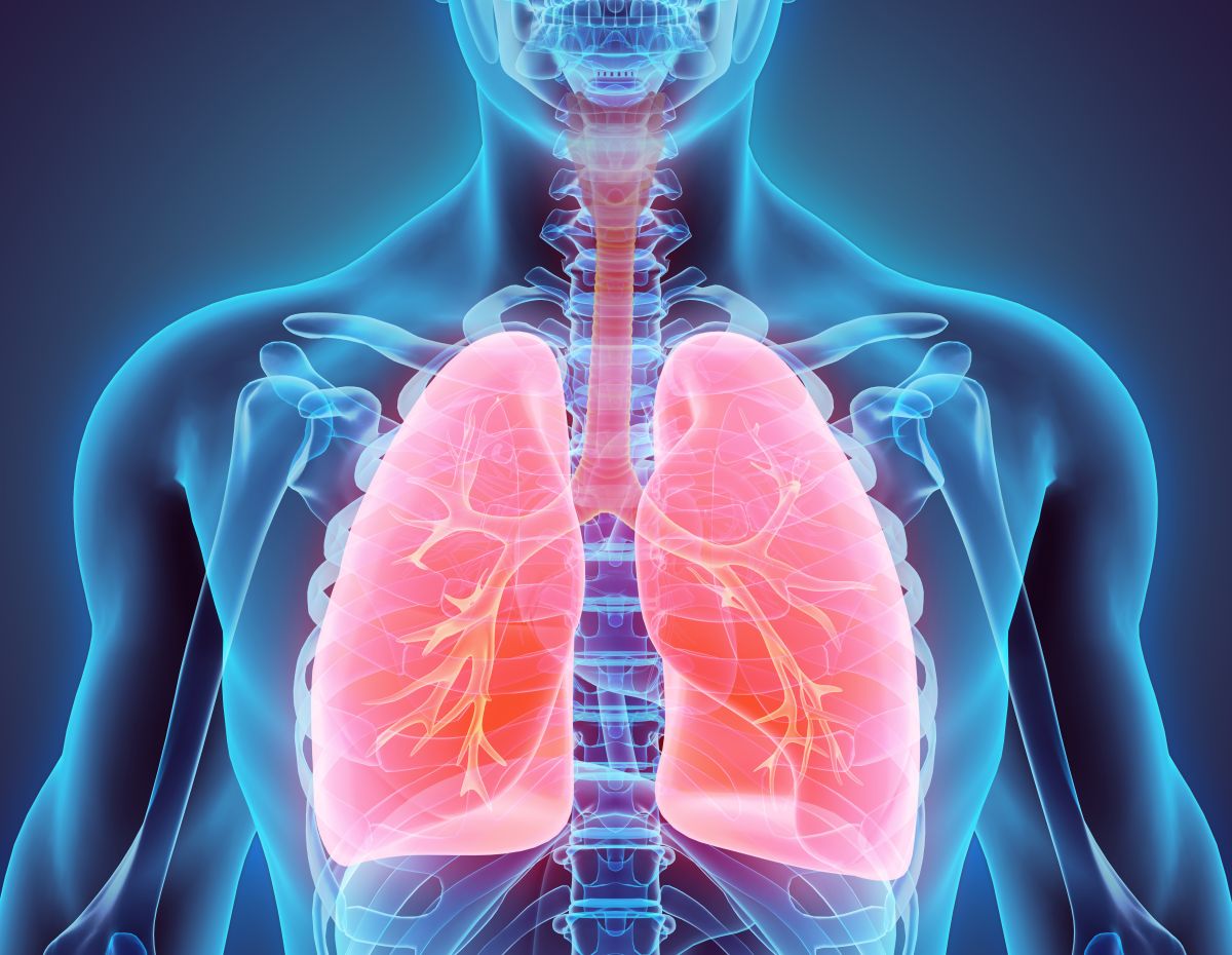 3d illustration of male lungs